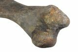 Hadrosaur (Hypacrosaur) Humerus with Metal Stand - Montana #145229-6